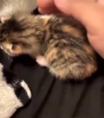 Cat being a cat