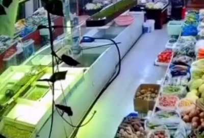 The Fish Escape