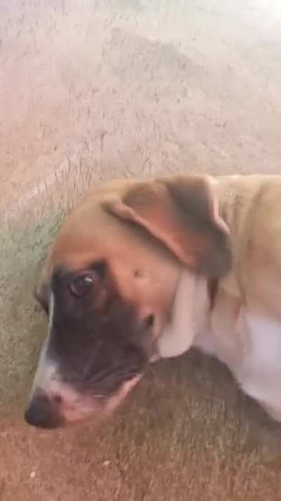 Poor dog