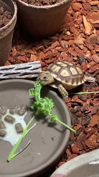 My sulcata hatchling has discovered NOMS 😋 (no it’s not milk, it’s wet calcium powder from the pellets)