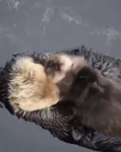 Baby otter all cuddled up in its momma's arms