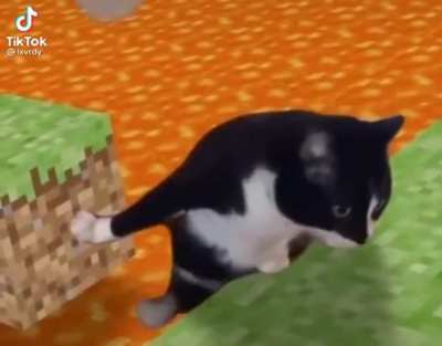 Poor cat :(