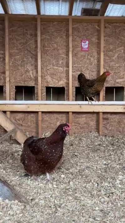 chicken.exe is loading…..ERROR