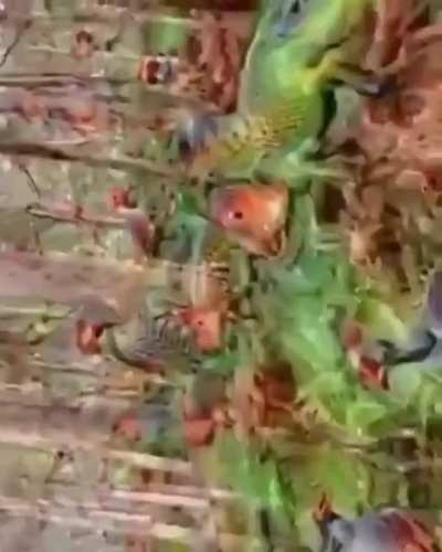 Cursed_Jungle