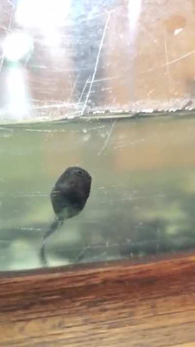 Gave these guys a water change and one decided he was gonna clean the glass for me.