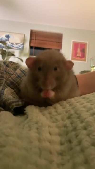 The sweetest little potato! I like to imagine he’s singing a little song to himself as he cleans his face.