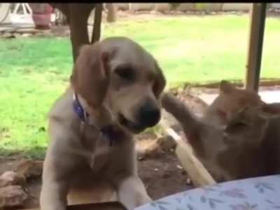 Trying to steal food from the dog