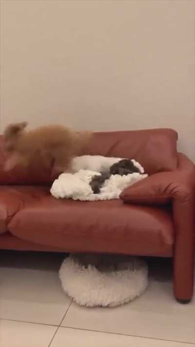 There are two types of dogs..