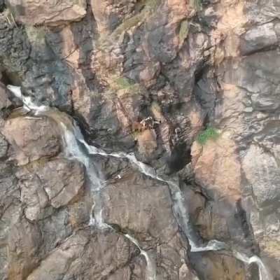 What could happen capturing some lovely footage of goats climbing a mountain