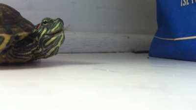 Estornudo de tortuga