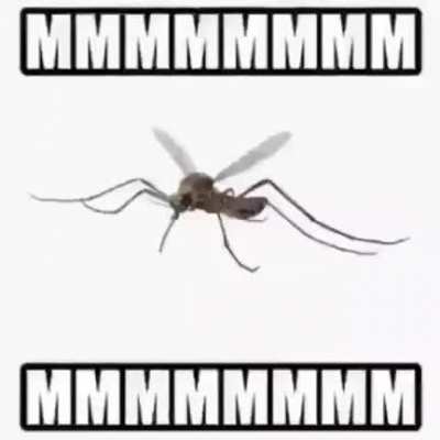 Mosquito