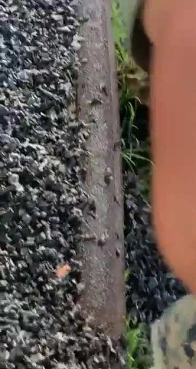 Ribbit 🐸