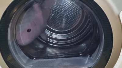 Pinky in the dryer