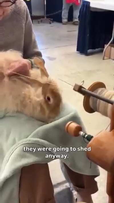 How are rabbits real ☺️🐇?