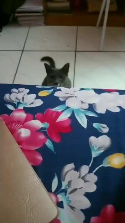 My girlfriends interaction with her cat
