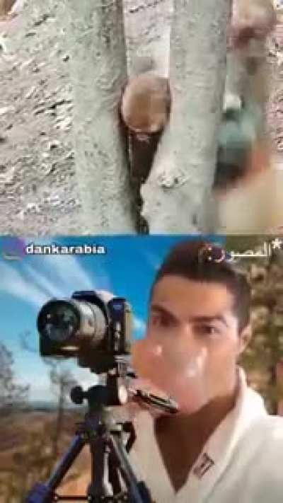 shit_animalife