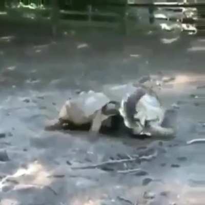 To the rescue!
