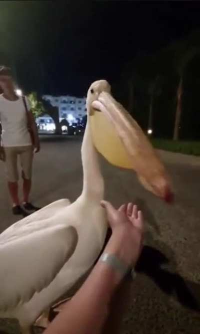 My new pet