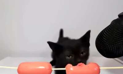 Humgry kitto