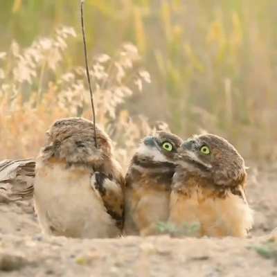 Whoa, check out his stick!