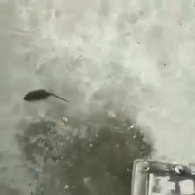 Amongus rat