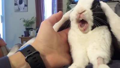 Rabbit learns he is adopted