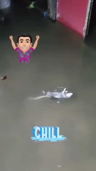 New York flooding is bringing out the rats