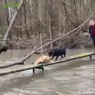 Friend in need