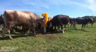Just another day at the farm