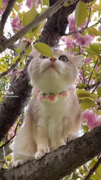 Весенний Котя
