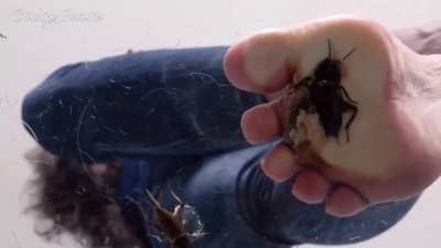 BAREFOOT BUG CRUSH
