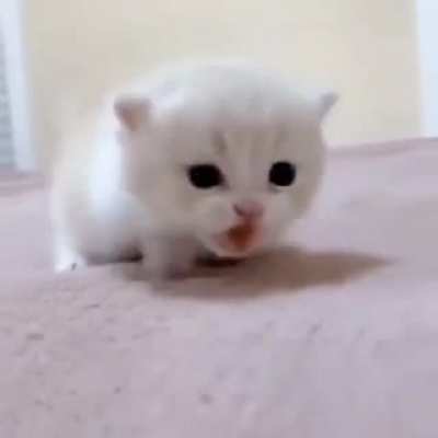 A smol kitty moving forward!