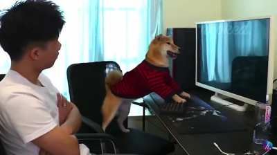 Game addicted dog..