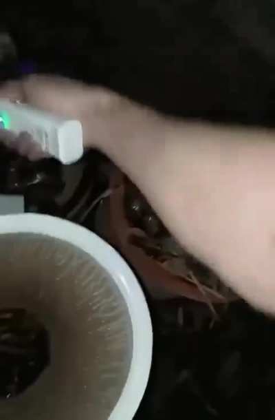 Mosquito Holocast