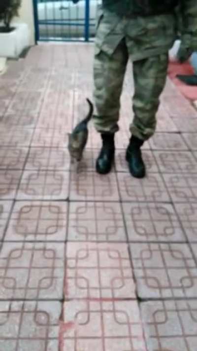 Soldier cat
