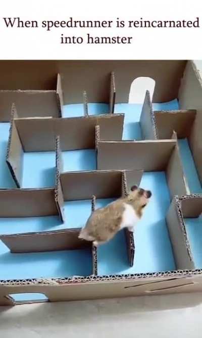 The hamster is smarter than you think