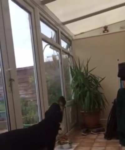That’s a nice voice you got on you pup