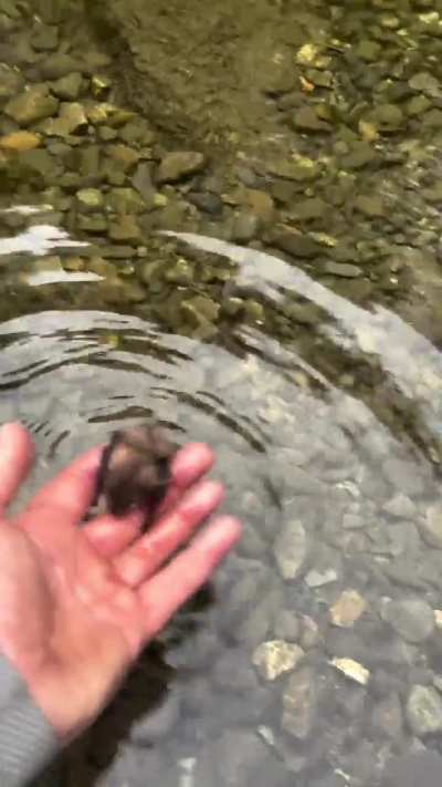 Swimming bat