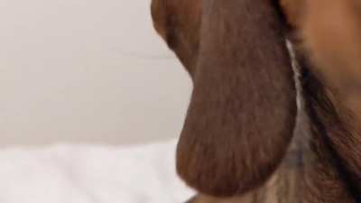 Telling my puppy I love him goes awry