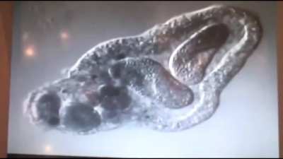 Eurobeat Intensifies in the microorganism world