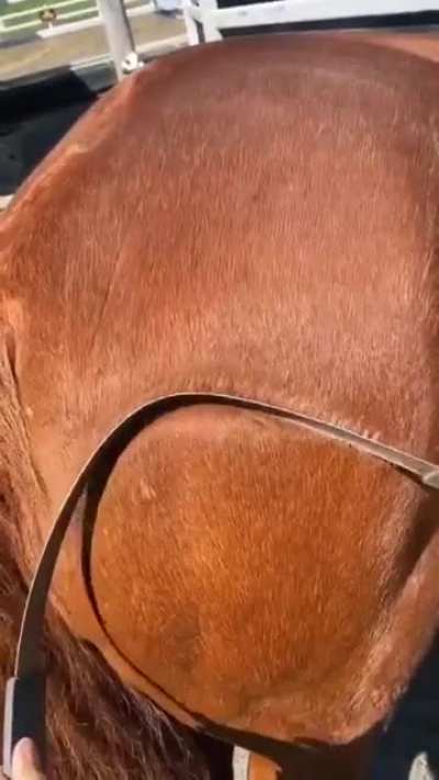 A shedding blade to remove horse hair