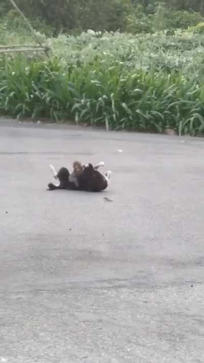 Where I live there's a lonely dog always trying to play with monkeys, but they all hate him. But today I juvenile decided to break all social constructs.