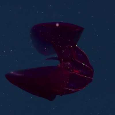 Stunning Bioluminescent Bloodybelly Comb Jelly