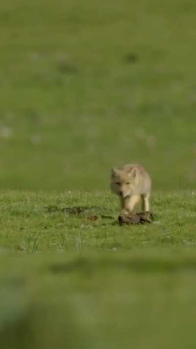 🔥 Baby Tibetan Foxes 🔥