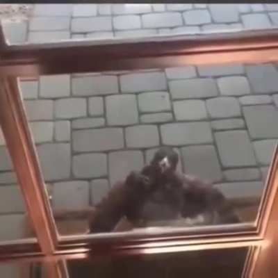 a dragon screaming at the door.