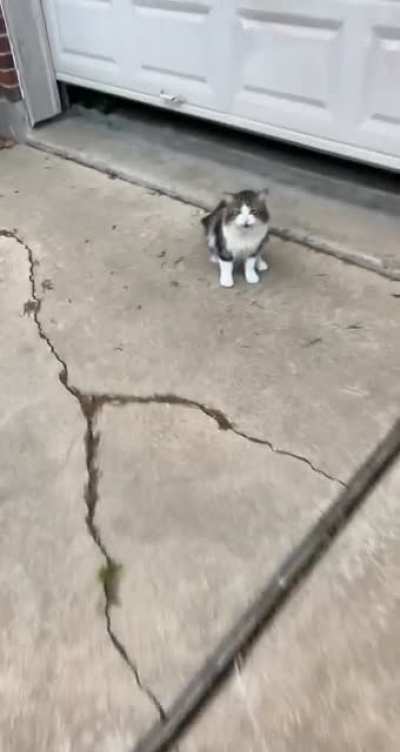 I always visit this noisy guy when I go on walks