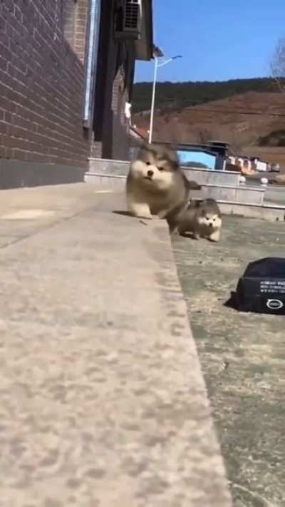 Falling waddles