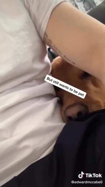 Make up your mind dog!