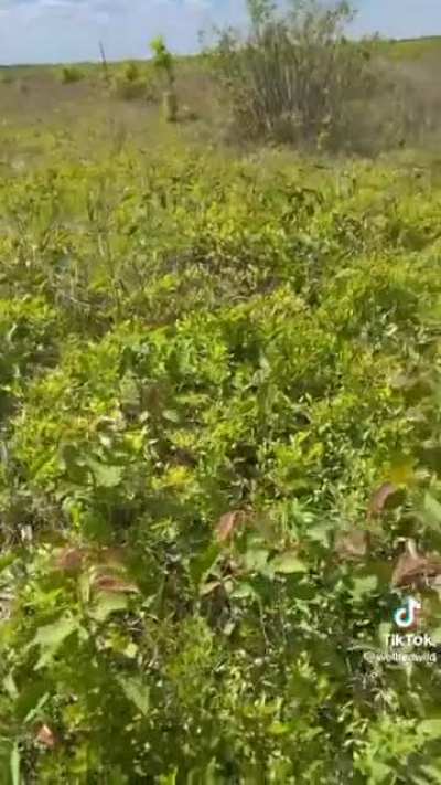 Herbicide