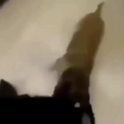 Jueputa perro necio